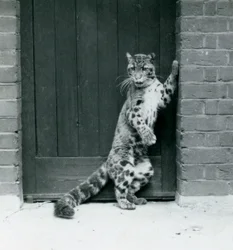 A Clouded Leopard Standing on Its Hind Legs, Reclining in a Doorway, London Zoo, 1922